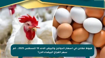 هبوط مفاجئ في أسعار الدواجن والبيض الأحد 10 أغسطس 2025.. كم سعر الفراخ البيضاء الآن؟